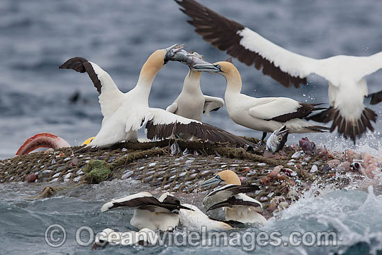 Trawler Fishing and Cape Gannets photo