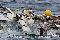 Trawler Fishing and Gannets around net Photo - Chris & Monique Fallows