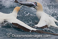 Cape Gannets scavenging around trawler Photo - Chris and Monique Fallows