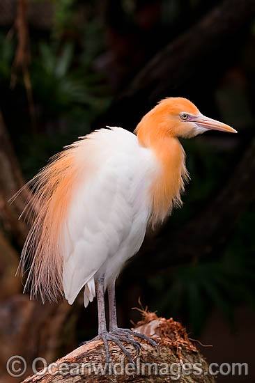 Australian Egret