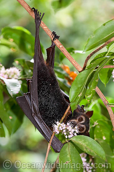 Spectacled Flying-fox photo
