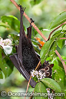 Spectacled Flying-fox Photo - Gary Bell