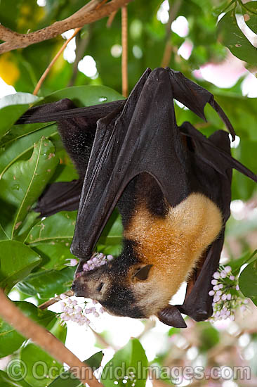 Spectacled Flying-fox photo
