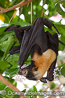 Spectacled Flying-fox Photo - Gary Bell
