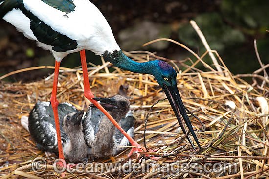 Black necked Stork parent with chick photo