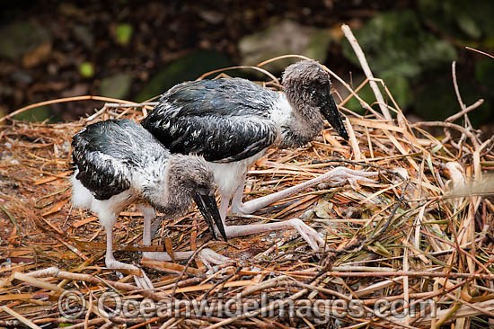 Black necked Stork chicks in nest photo