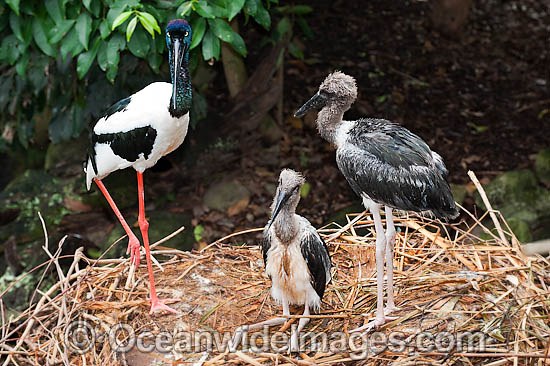 Black necked Stork parent with chick photo