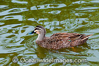 Pacific Black Duck on nest Photo - Gary Bell
