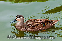 Pacific Black Duck on nest Photo - Gary Bell
