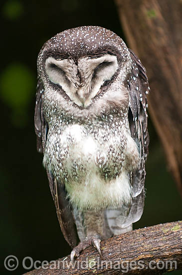 lesser sooty owl