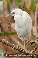 Pacific Reef Heron white color Photo - Gary Bell