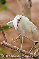 Pacific Reef Heron white colour Photo - Gary Bell