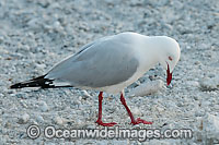 Silver Gull Photo - Gary Bell