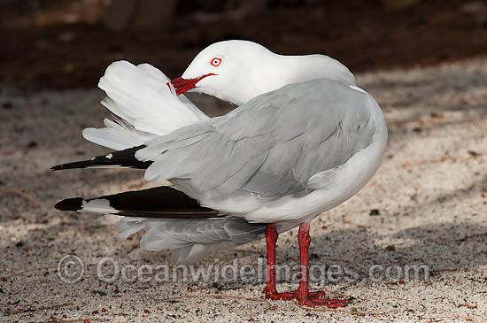 Silver Gull preening photo