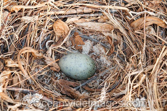Silver Gull egg in nest photo