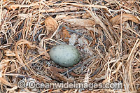 Silver Gull egg in nest Photo - Gary Bell