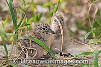 Silver Gull newborn chicks Photo - Gary Bell