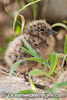 Silver Gull newborn chick Photo - Gary Bell