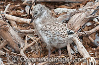 Silver Gull chick Photo - Gary Bell