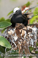 Black Noddy nesting in Pisonia tree Photo - Gary Bell
