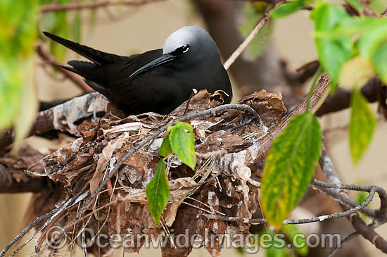 Black Noddy nesting in Pisonia tree photo