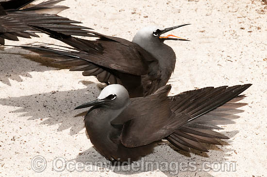 Black Noddy with wings stretched photo