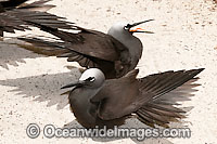 Black Noddy with wings stretched Photo - Gary Bell