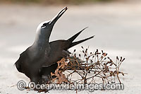 Black Noddy caught in Pisonia seeds Photo - Gary Bell