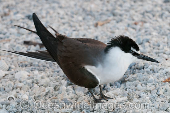 Bridled Tern photo