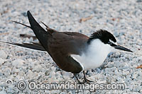 Bridled Tern Photo - Gary Bell