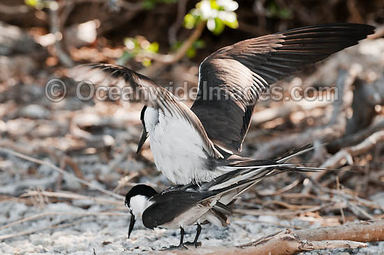 Bridled Tern mating pair photo