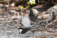 Bridled Tern mating pair Photo - Gary Bell
