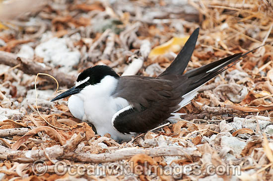 Bridled Tern parent bird on nest photo