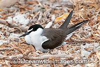 Bridled Tern parent bird on nest Photo - Gary Bell