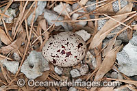 Bridled Tern egg in nest Photo - Gary Bell