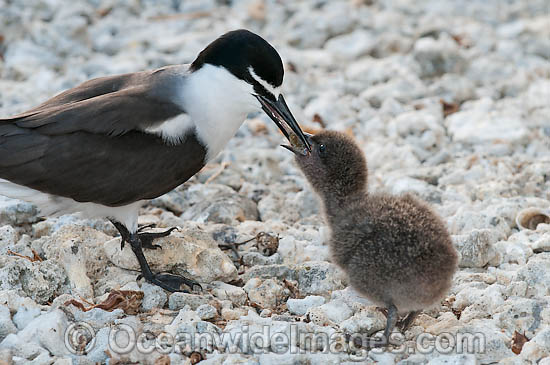 Bridled Tern parent with chick photo