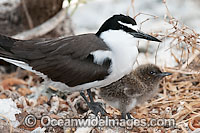 Bridled Tern parent with chick Photo - Gary Bell