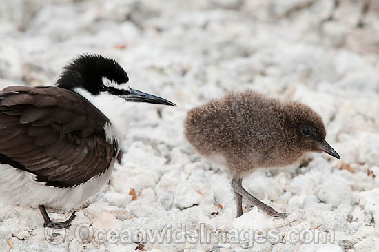 Bridled Tern parent with chick photo