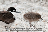 Bridled Tern parent with chick Photo - Gary Bell