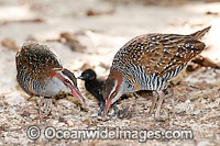 Buff-Banded Rail parents with chick Photo - Gary Bell