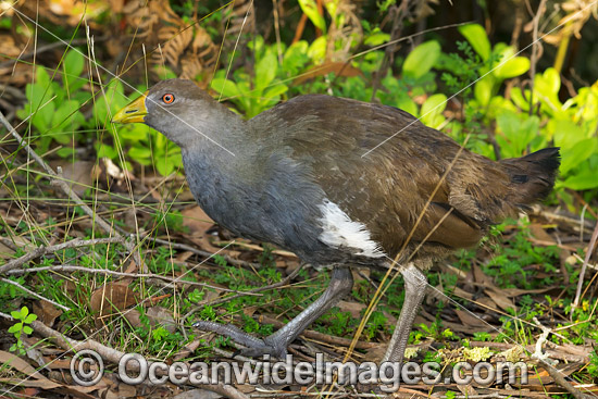 banded rail