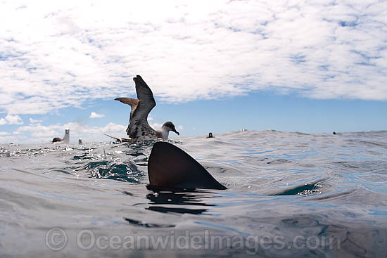Great Shearwater with Blue Shark photo