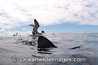 Great Shearwater with Blue Shark Photo - Chris & Monique Fallows