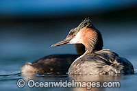 Great Crested Grebe Podiceps cristatus Photo - Chris and Monique Fallows
