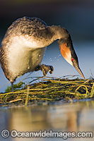 Great Crested Grebe Photo - Chris and Monique Fallows