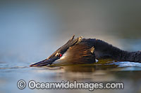 Great Crested Grebe Photo - Chris and Monique Fallows