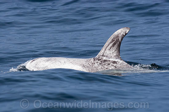 Risso's Dolphin Grampus griseus photo