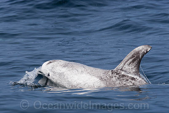 Risso's Dolphin Grampus griseus photo