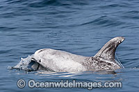 Risso's Dolphin Grampus griseus Photo - Chris and Monique Fallows