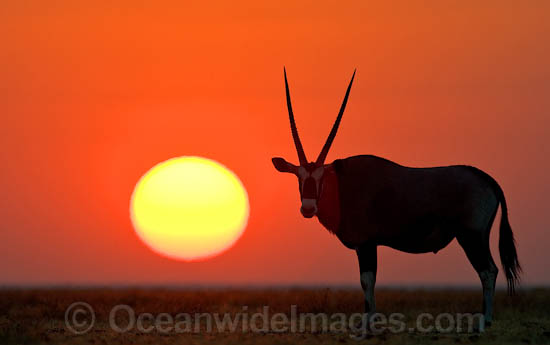 Gemsbok Oryx gazella photo